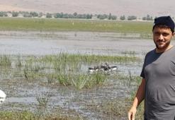 Yaralı bulduğu yaban kazlarını tedavi ettirip, yavrularıyla 250 kilometre mesafedeki göle bıraktı