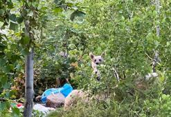 Göl kenarına pikniğe giden aile ayılarla karşılaştı; kurdukları sofrayı bırakıp kaçtılar