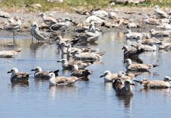 Baharda bol yağış alan Van'da, inci kefali göçü başarılı, martı ölümleri az