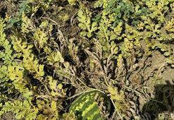 Tekirdağ'da karpuzda 'kırmızı örümcek' zararı