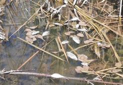 Gemlik'teki Kurtul Göleti'nde balık ölümleri