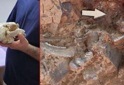 Denizli'de 9 milyon yıl öncesine ait 'kılıç dişli' kedi kafatası fosili bulundu