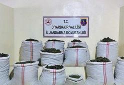Diyarbakır'da 2 milyon 300 bin kök kenevir, 414 bin 500 kök skunk ele geçirildi