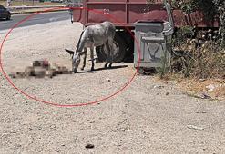 Eşek, ölen yavrusunun başından 2 gün boyunca ayrılmadı