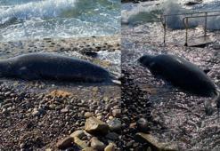 Bodrum'da kıyıya vuran Akdeniz Foku, öldü