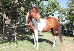 Biyolojik annesi Angora taşıyıcı annesi Ezo: Türkiye'nin ilk tüp tayı 'Balat'