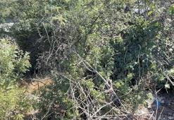 Esenyurt'ta ağaçlık alanda erkek cesedi bulundu