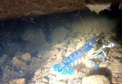 Ayvalık'ta 'mavi ıstakoz' görüntülendi