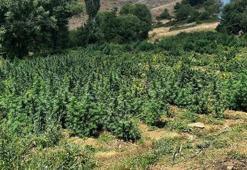 Diyarbakır'da 2 milyon 200 kök kenevir ile 269 bin kök skunk ele geçirildi