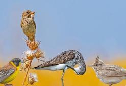 150'den fazla kuşa ev sahipliği yapan Kabaklı Göleti için 'koruma' talebi