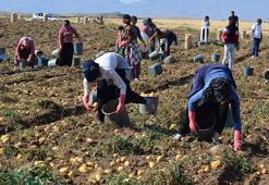 Geçen yıl tarlada 10 TL olan patates bu yıl 5 TL'ye düştü
