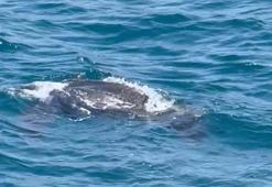 Okyanuslarda yaşayan 'deri sırtlı deniz kaplumbağası' İstanbul Boğazı'nda