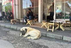 12 yıldır sokak hayvanlarına şiddet olmayan Tunceli’de, belediyelerden ‘ötanazi yapmama’ açıklaması