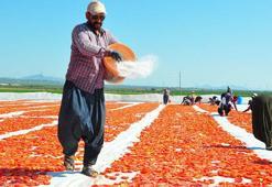 Kurutmalık domatesler serildi, Gediz Ovası kırmızıya büründü