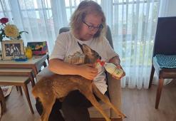 Buldukları yavru karaca 'Paşa'ya özenle bakıyorlar