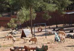 Yeni yasa ile toplanan sokak hayvanları, sosyal medyadan sahiplendiriliyor