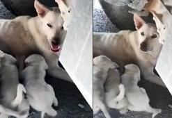 Kamyon altında yavrularını emziren köpek, şoförün dikkatiyle kurtuldu