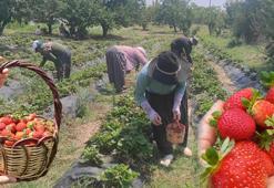 1200 rakımda 18 bin çilek fidesi yetiştirdi