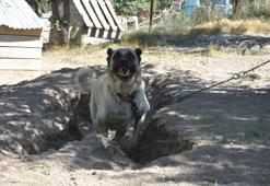 Kangallar serinlemek için ‘çukur’ kazıyor