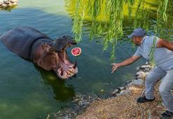Doğal Yaşam Parkı'ndaki hayvanlar, çiftçinin bağışladığı karpuzları yedi