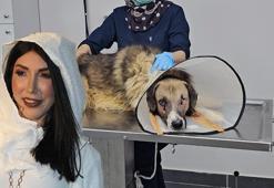 ‘Hedef tahtası’ gibi ateş edilen köpeği Hande Yener sahiplendi