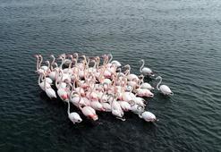 ‘Flamingolar bu yıl geç geldiler ama çok geldiler’