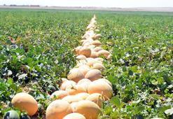 Tuz Gölü Havzası'nda kavun ve domates üretimi yüzde 75 su tasarrufu sağladı