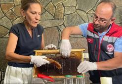 Hacettepeli bilim insanlarından Anzer balı sağımı