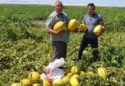 Alıcıların verdiği fiyatı az bulan üç ortak, 600 ton kavun-karpuzu ücretsiz dağıttı