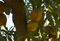 Rusya'nın tercihi Türk şeftalisi oldu
