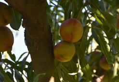 Rusya'nın tercihi Türk şeftalisi oldu