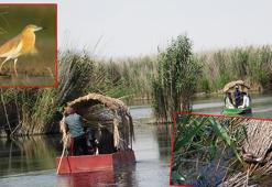 301 kuş türünün bulunduğu Sultan Sazlığı'nda kayıklı gezi