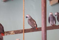 İstanbul Havalimanı'nda ele geçirilen 252 papağan, Gaziantep'e getirildi