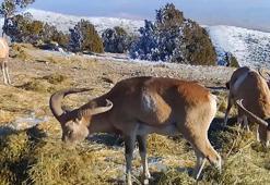 Yaban koyunları doğada beslenirken fotokapanla kaydedildi
