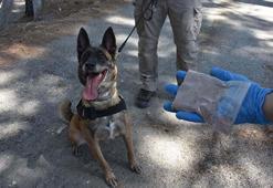 Sahibinin polise hibe ettiği ‘Layka’ narkotik köpeği oldu; çok sayıda operasyonda yer aldı