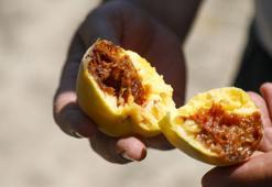 Bilinmeyen zararlı, tonlarca ihracatlık meyveyi dalında çürüttü