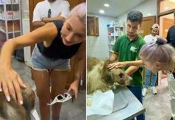 'Hedef tahtası' gibi kullanılan sokak köpeğine Hande Yener'den ziyaret
