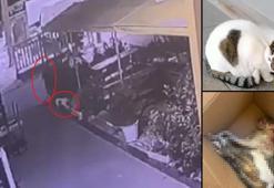 Çarşının maskotu 'Kontes', buzdolabında ölü bulundu