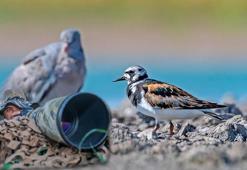Kuzey Kutbu’nda üreyerek güneye göç eden taşçeviren kuşu, DHA muhabirinin objektifine yansıdı