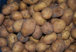 Niğde'de günlük 300 ton patates ihracata gidiyor