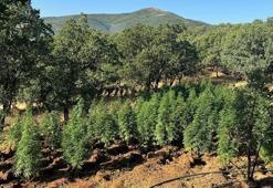 Diyarbakır'da 1 milyon 416 bin kök kenevir ile 241 bin skunk ele geçirildi; 2 gözaltı