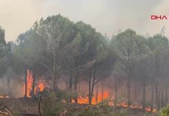 Aydın'da alevler Kavaklıdere sınırına ulaştı, dozerler ve iş makineleri de müdahale ediyor