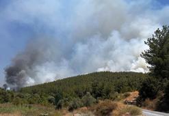 Muğla'nın 2 ilçesinde orman yangını