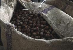 Ordu'da TMO fındık alımına başladı