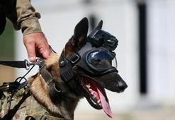 TSK'nın eğitimli köpekleri için tasarlanan sistem, 'Parka' ile test edildi