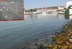 İzmir'de ölü balıklar kıyıya vurdu