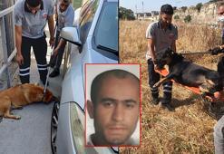 Fatih'te 1 kişinin öldüğü saldırı sonrası bölgedeki sokak köpekleri toplanıyor