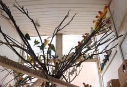 Kaçak yollarla üretilen 300 cennet papağanı Gaziantep'e getirildi