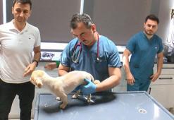 Omuriliğinde tümör olan Lulu, 5 saatlik operasyon ile hayata tutundu