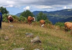 Ordu'da ahıra giren ayı, danayı götürdü